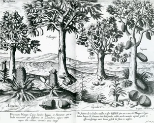 Trooppiset hedelmäpuut, 1596